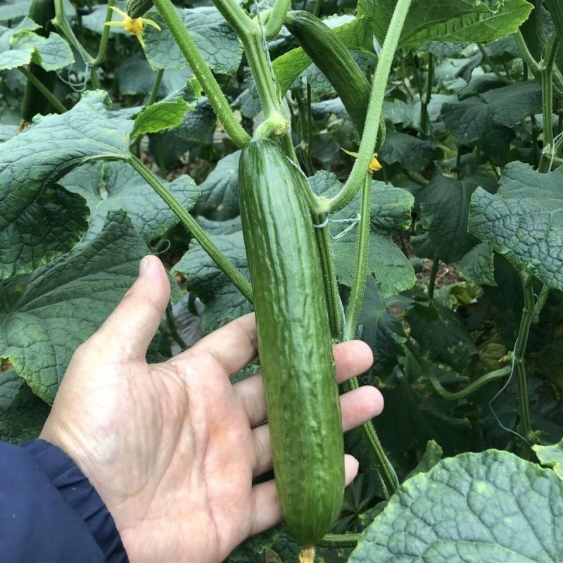 蔬研亮绿早熟强雌黄瓜种子节节有瓜瓜条顺直亮绿色油亮皮薄