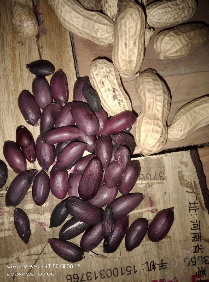 黑花生