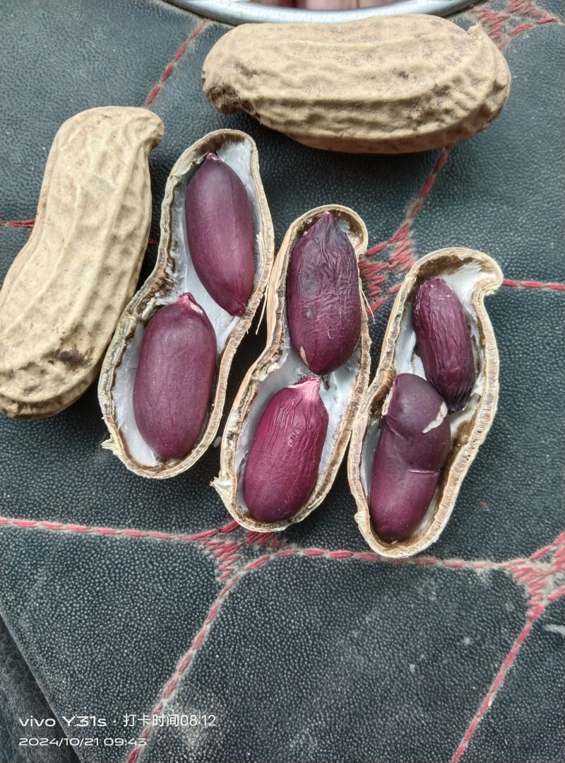 黑花生