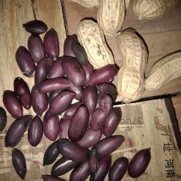 黑花生