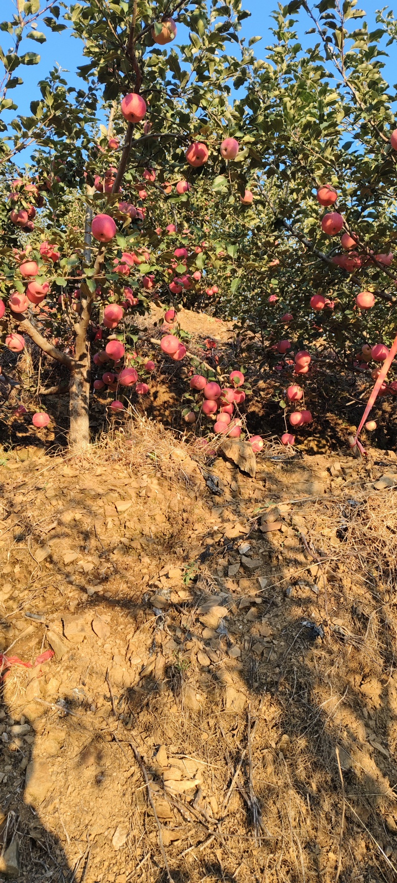 青龙山坡苹果丰果村红富士