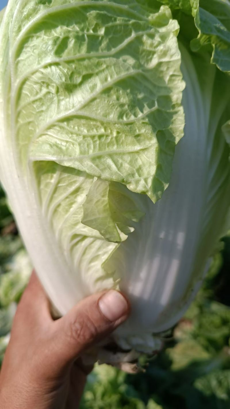 精品大白菜，河南是大白菜产区主要有黄心白菜，白心白菜。