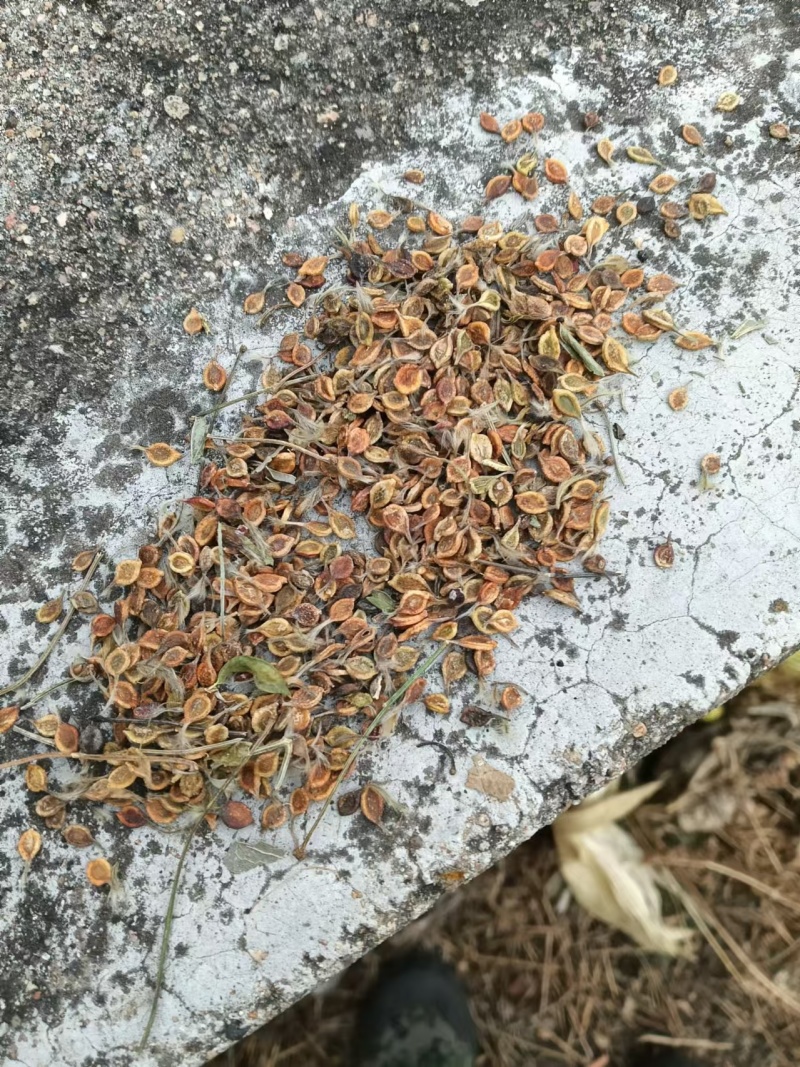 出售薇灵仙种子