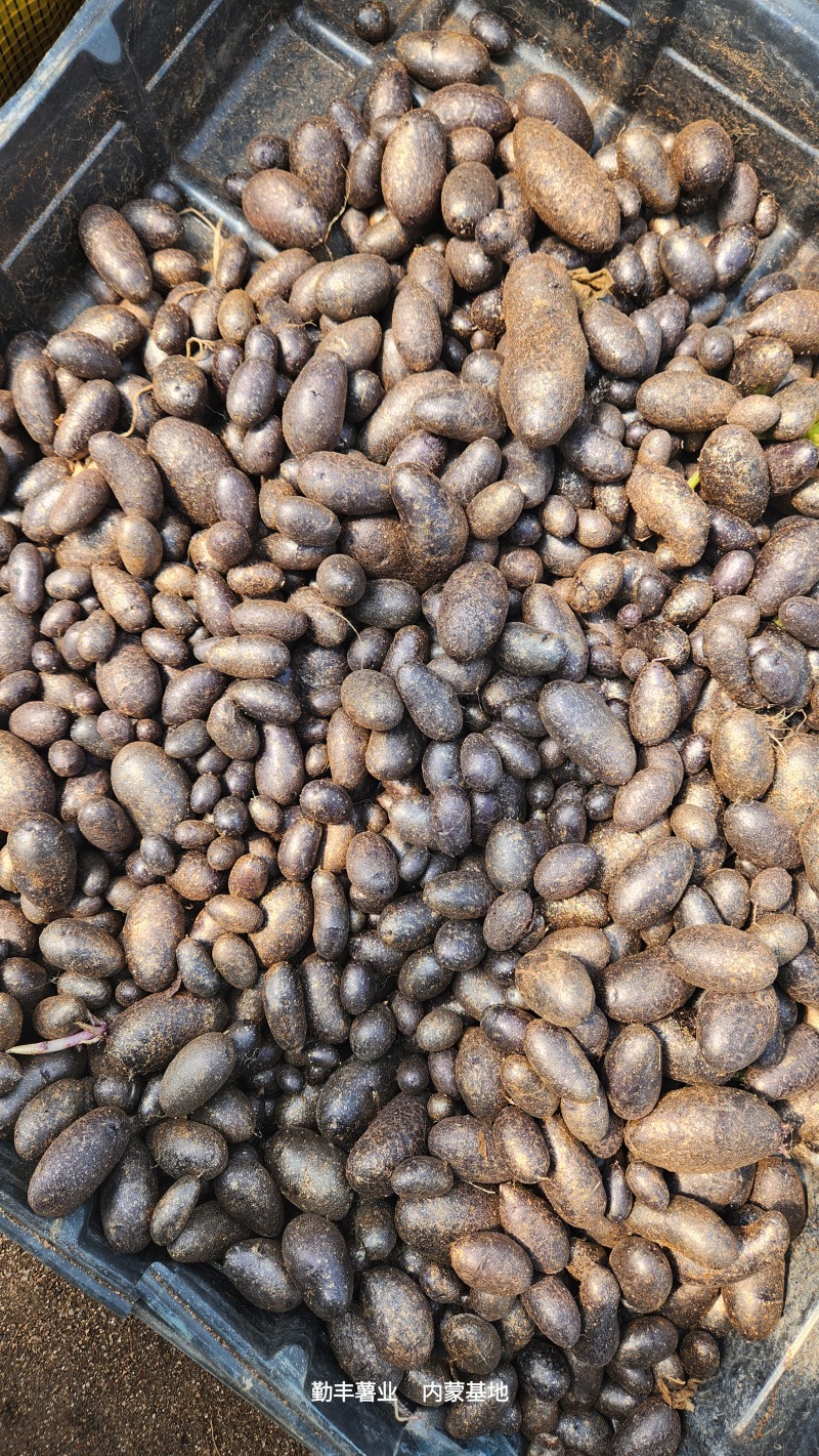 精品土豆种子黑金刚微型薯，原种，一级
