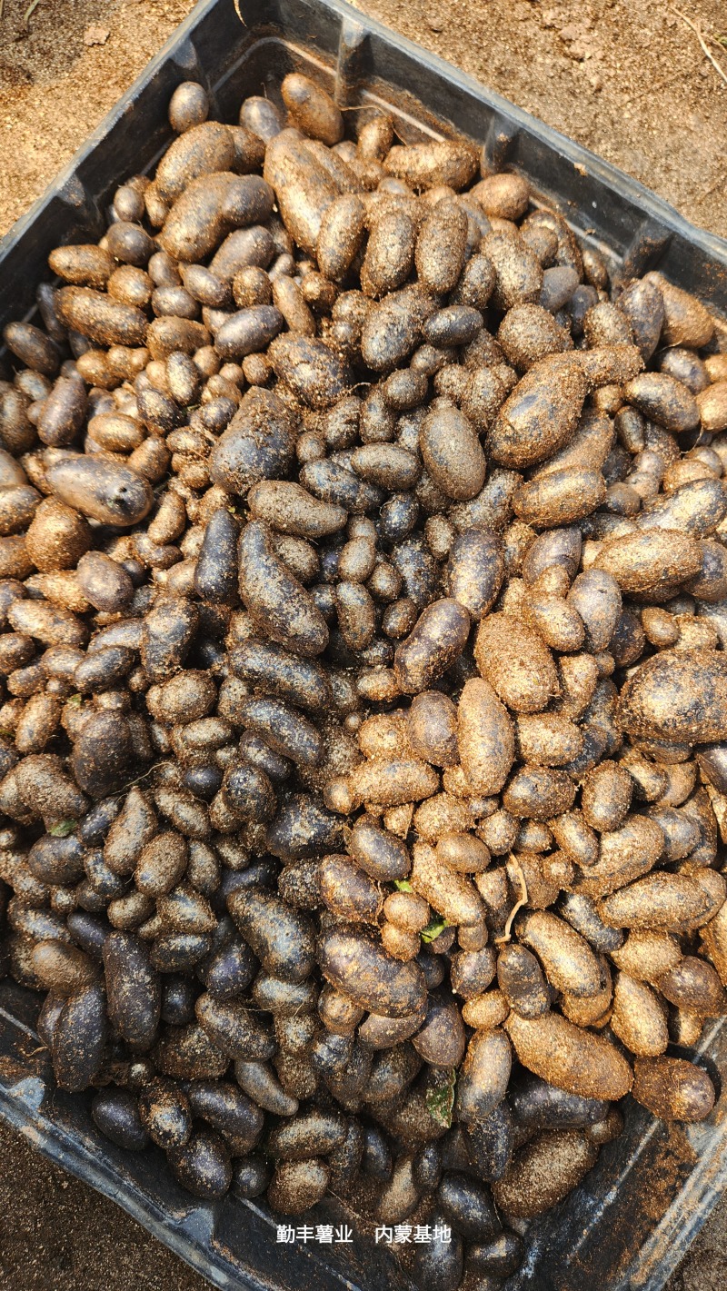 精品土豆种子黑金刚微型薯，原种，一级