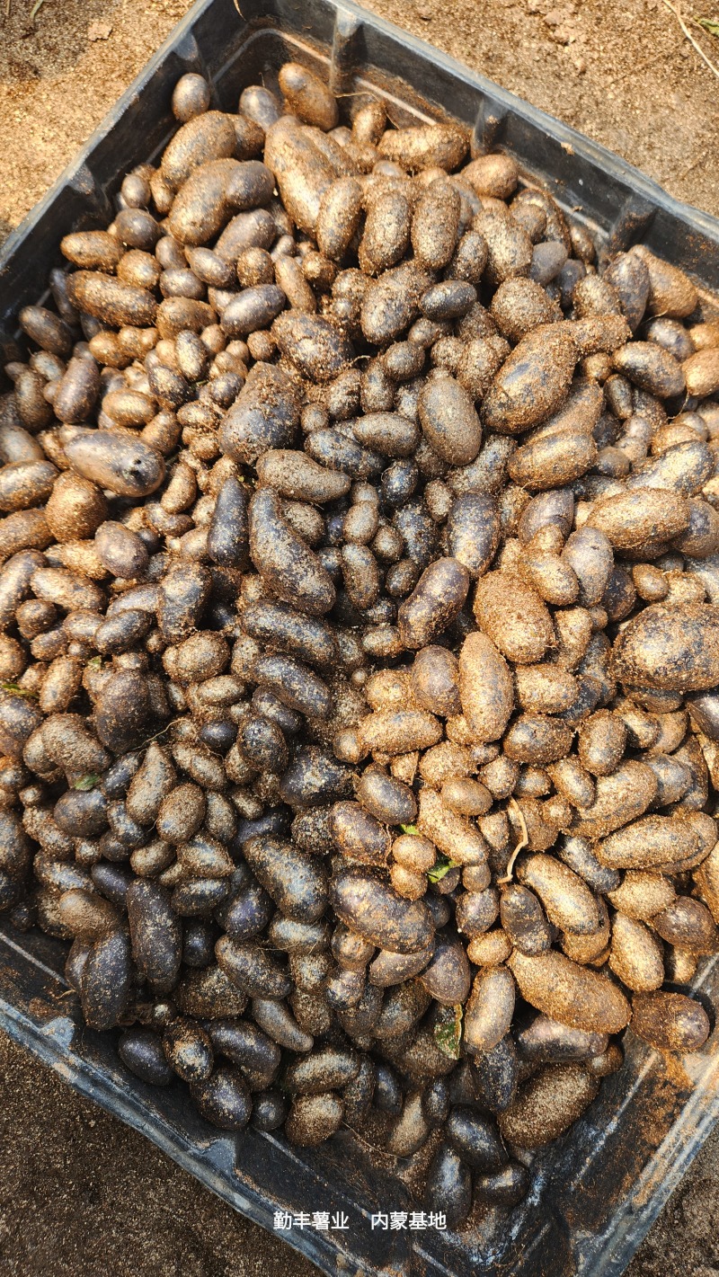 精品土豆种子黑金刚微型薯，原种，一级