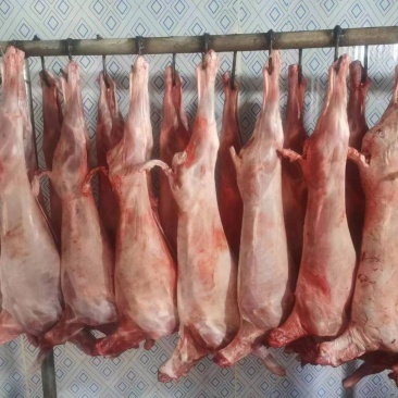 各种羊白条切块剃肉分割