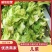 安徽砀山娃儿菜大量上市，保质保量，价格便宜，一条龙服务。