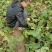 芥菜头即将上市中