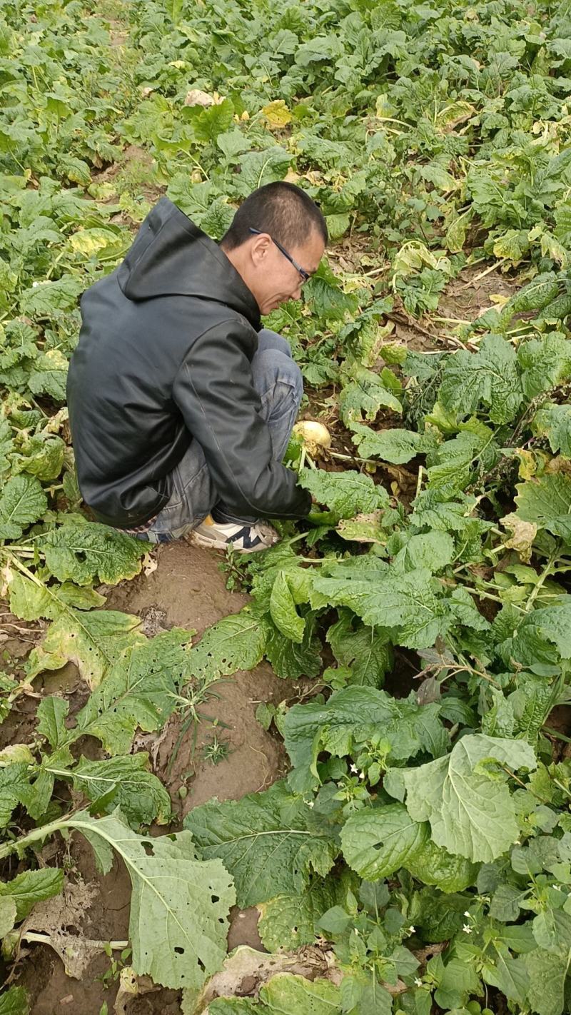 芥菜头即将上市中