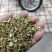 桂花茶中药(干货)