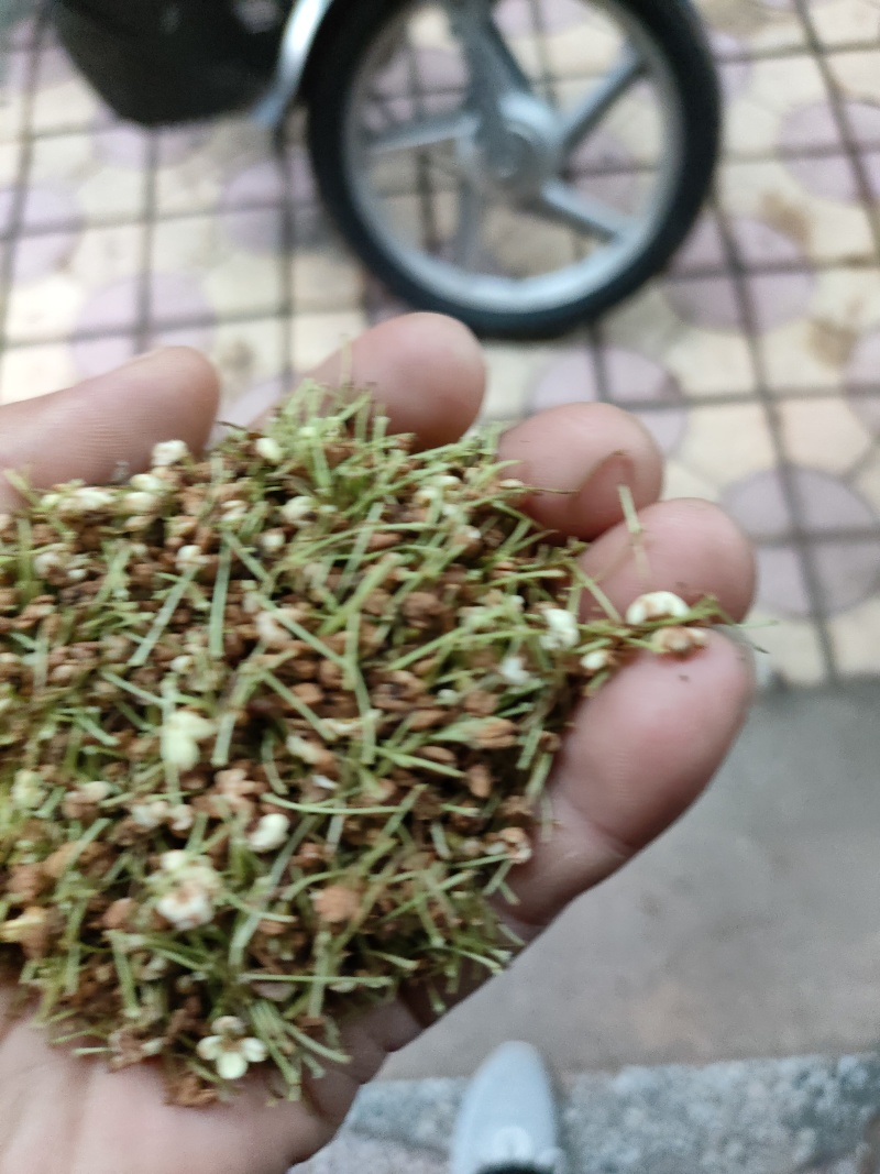 桂花茶中药(干货)
