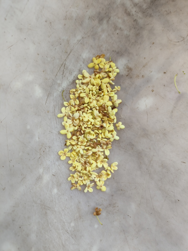 桂花茶中药(干货)