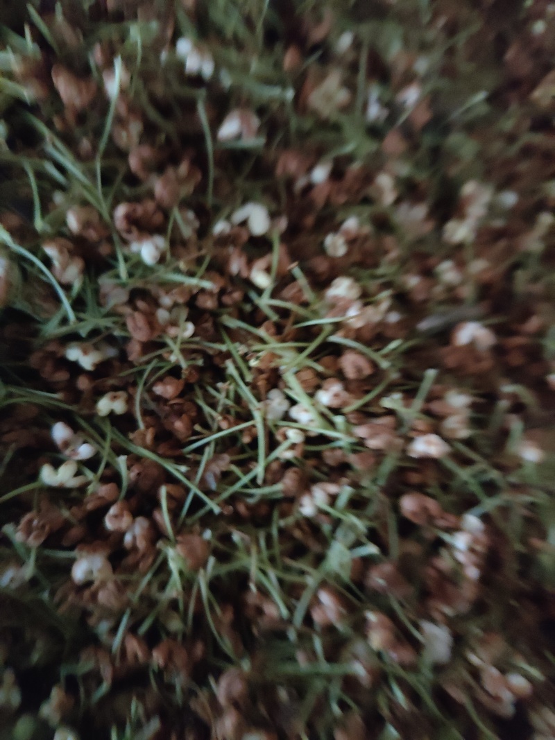 桂花茶中药(干货)