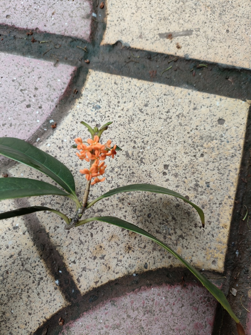 桂花茶中药(干货)
