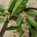 桂花茶中药(干货)