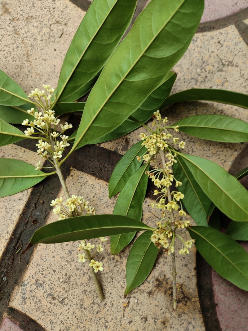 桂花茶中药(干货)