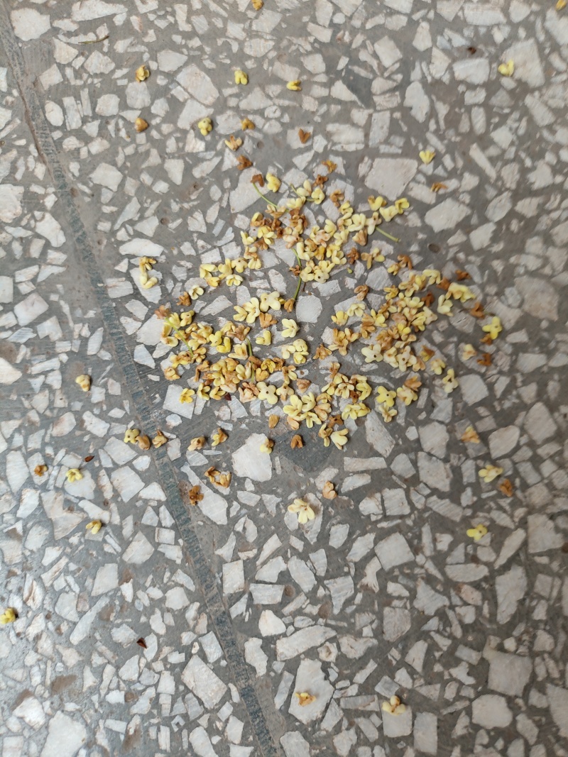 桂花茶中药(干货)