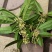 桂花茶中药(干货)