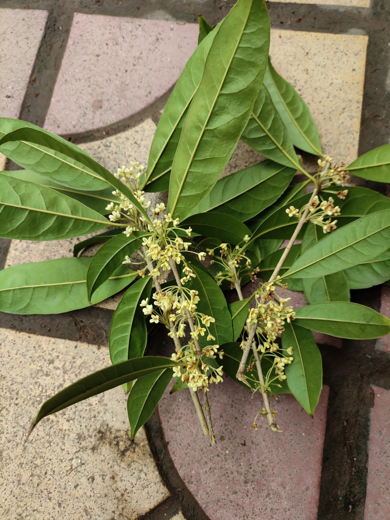 桂花茶中药(干货)