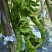 砀山精品螺丝椒，一手货源，保质保量，对接各大市场、商超。