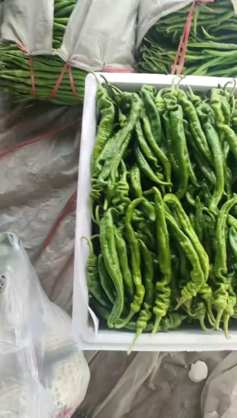砀山精品螺丝椒，一手货源，保质保量，对接各大市场、商超。