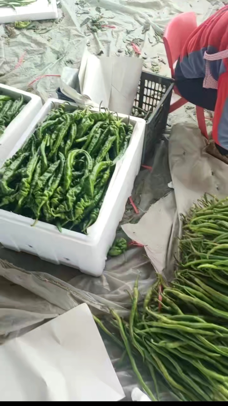 砀山精品螺丝椒，一手货源，保质保量，对接各大市场、商超。