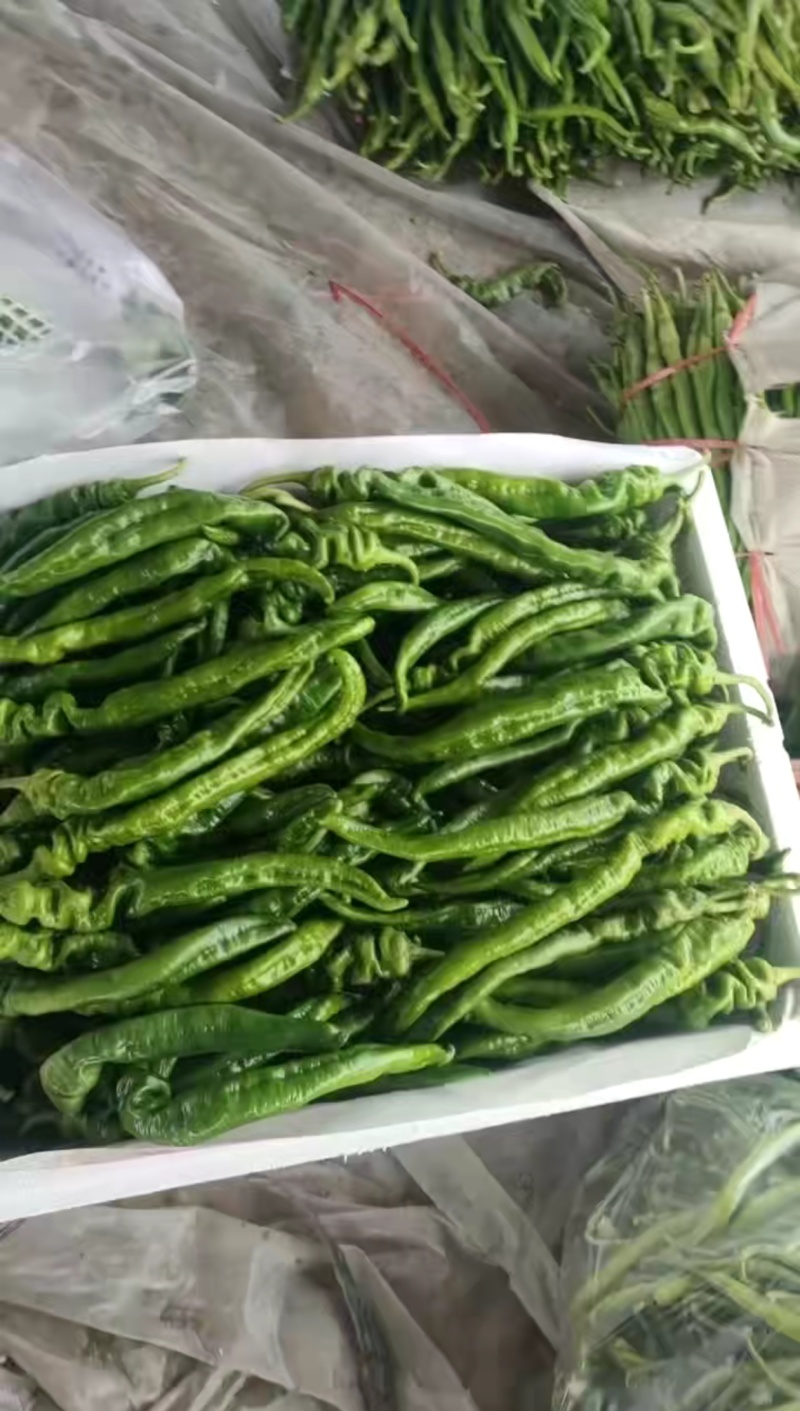 砀山精品螺丝椒，一手货源，保质保量，对接各大市场、商超。