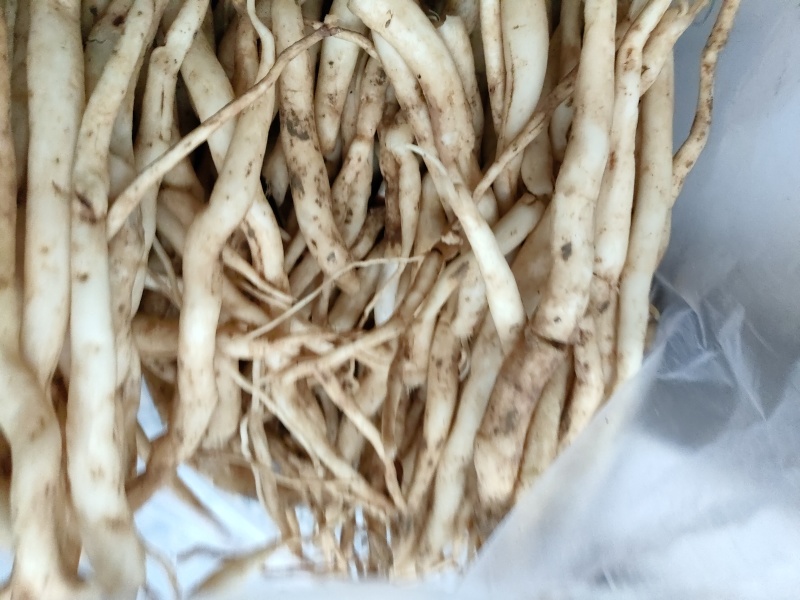 百部(干货)