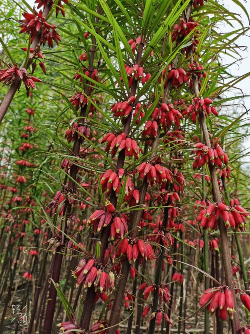 云南蒙自中红花滇黄精种子，自己的基地品质有保障，全国可种