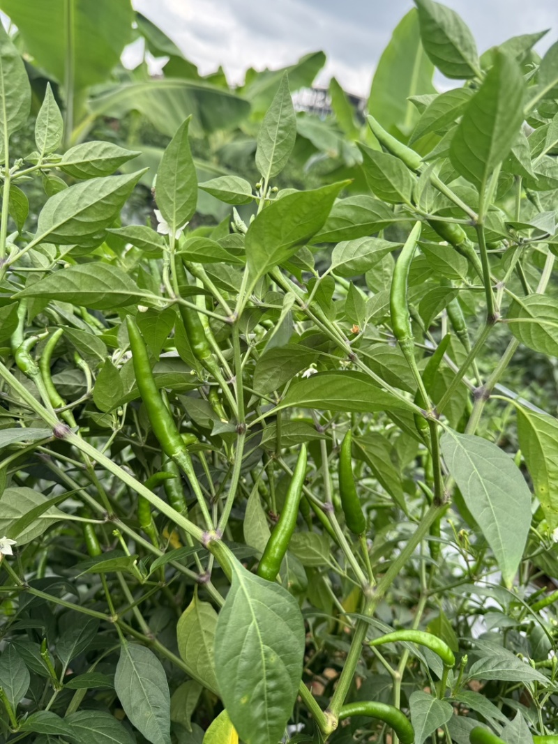 小米椒