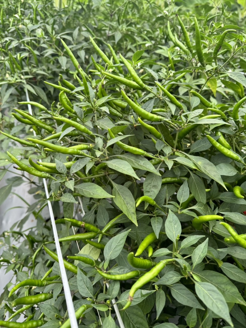 小米椒