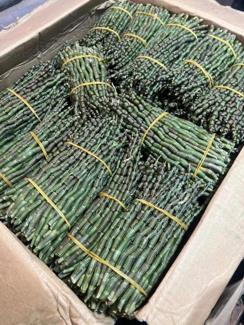 铁皮石斛