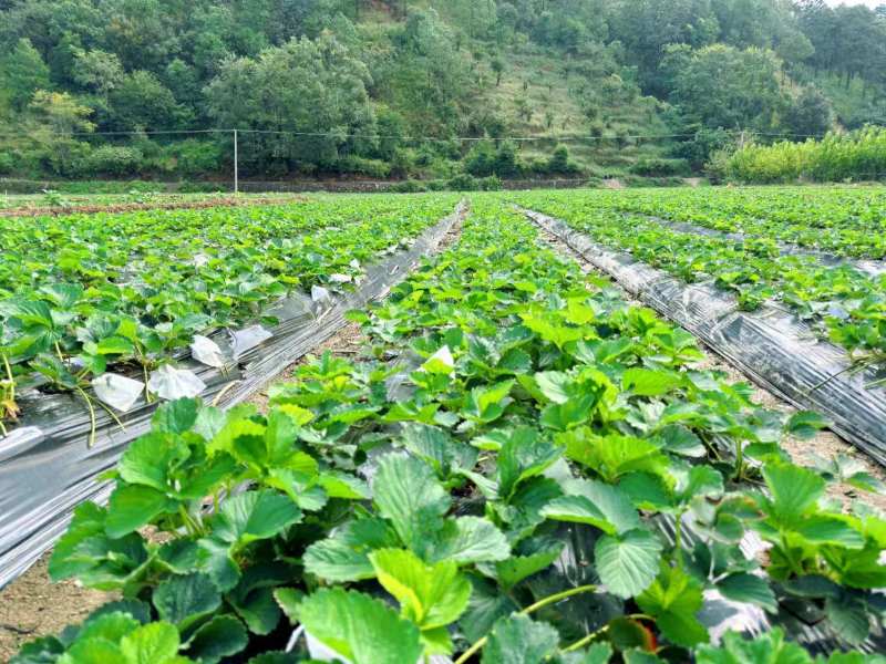 四川奶油草莓，专业电商供应，亮盒商超礼盒，市场盆货十盒一