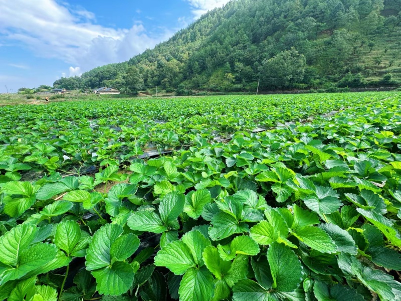 四川奶油草莓，专业电商供应，亮盒商超礼盒，市场盆货十盒一