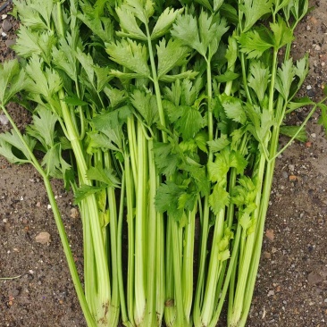 芹菜，产地大量供应中，货源充足，保质保量，产地一手货源