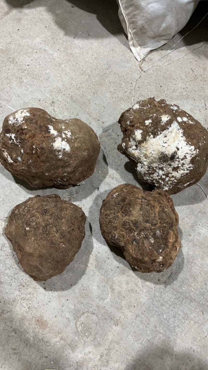 【包邮】大别山茯苓大量供应，产地直发一手货源支持零售批发