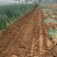 精品长白大葱产地直销质量特别好