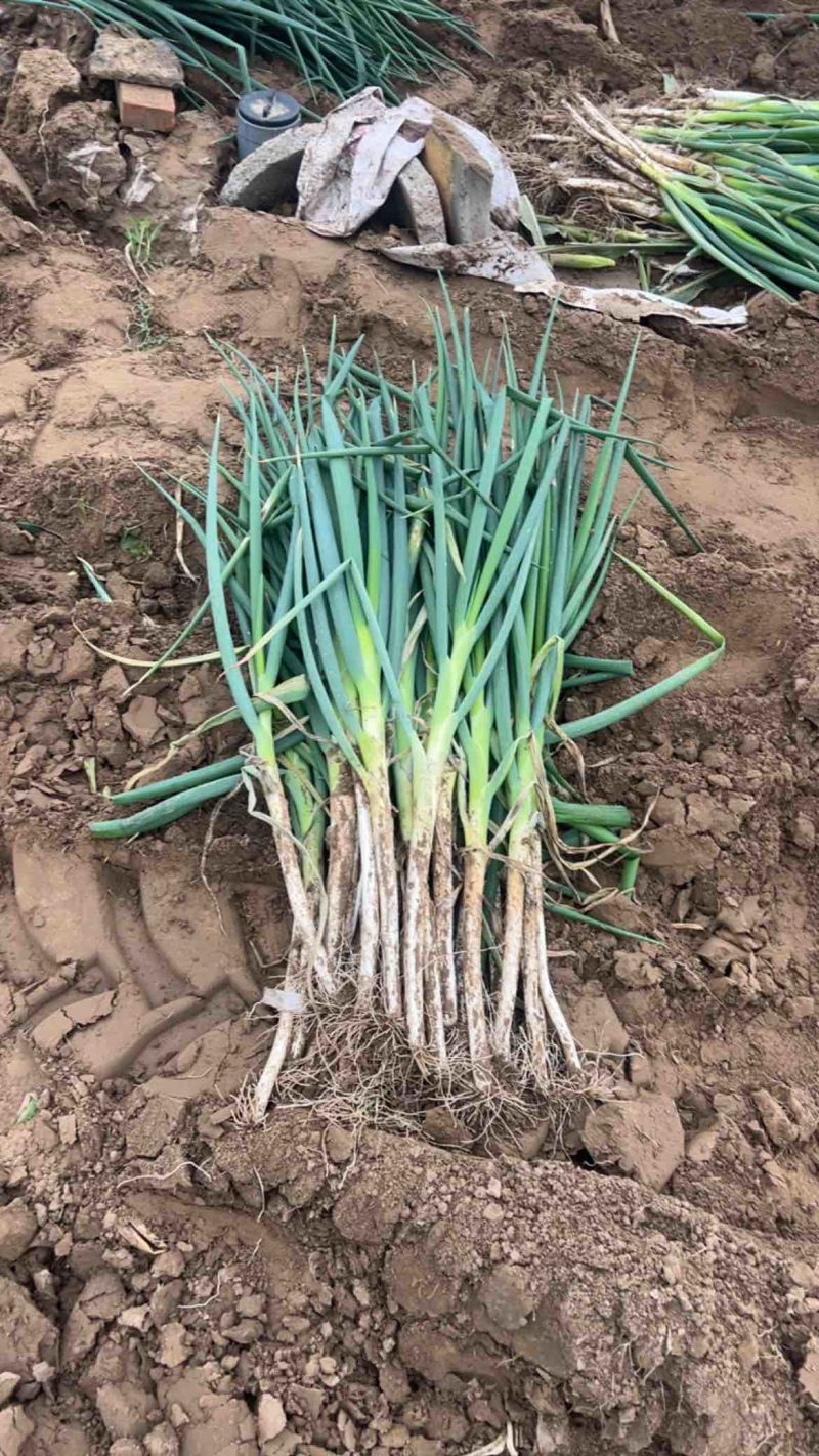 精品长白大葱产地直销质量特别好