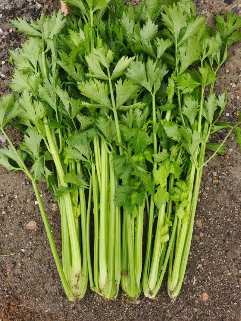 芹菜，产地大量供应中，货源充足，保质保量，产地一手货源