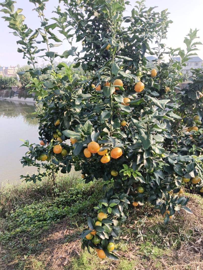 金秋沙糖桔