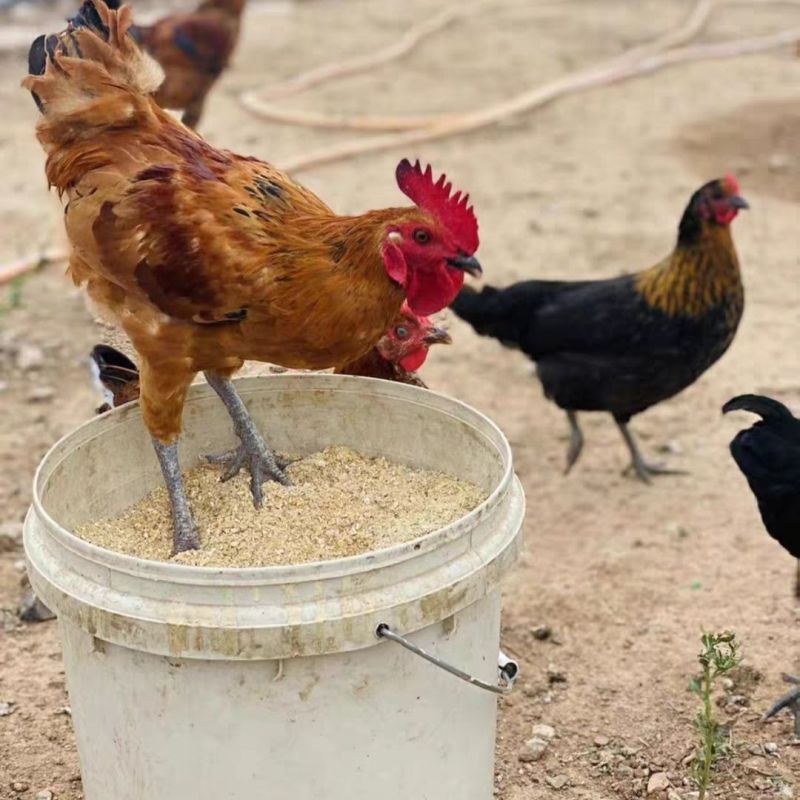 车前草粉兽用养殖猪牛羊鸡鸭饲料用车前草畜牧禽车前草粉