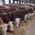 车前草粉兽用养殖猪牛羊鸡鸭饲料用车前草畜牧禽车前草粉