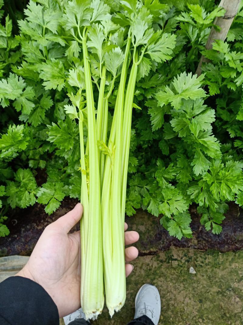 山东聊城东昌府区万亩冷棚芹菜上市，皇后芹菜，各位老板咨询