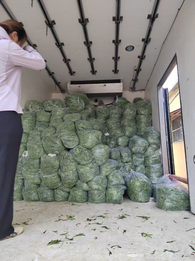 山东聊城面条菜大量上市中，叶面肥厚，货源充足！