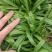 山东聊城面条菜大量上市中，叶面肥厚，货源充足！