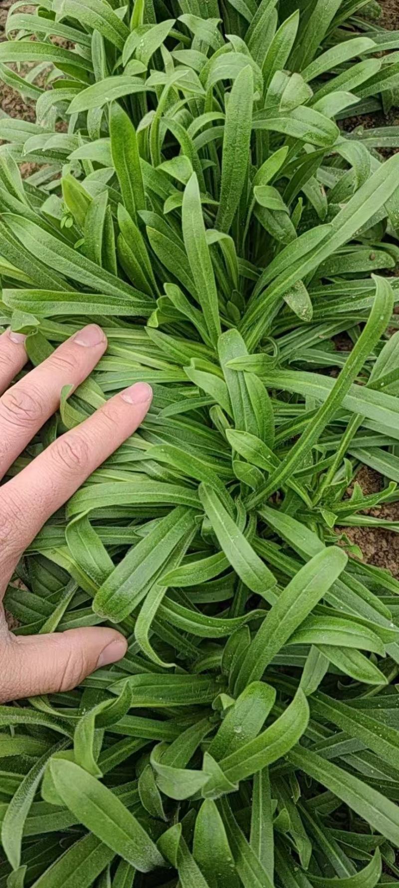 山东聊城面条菜大量上市中，叶面肥厚，货源充足！