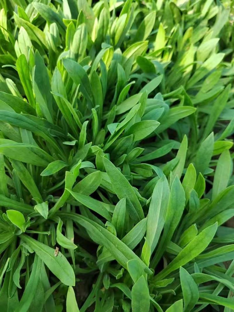 山东聊城面条菜大量上市中，叶面肥厚，货源充足！