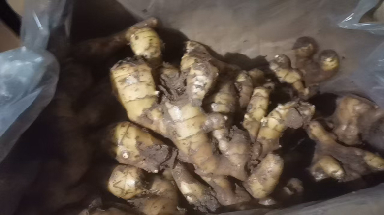 展示新鲜与干燥状态下的大黄姜根茎,清晰可见其橙黄色切面 大黄姜实物图