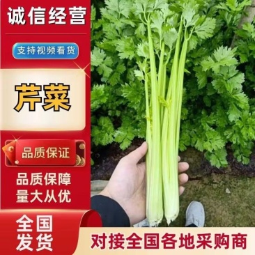 山东聊城大棚皇后芹菜，大量上市中，黄杆绿叶